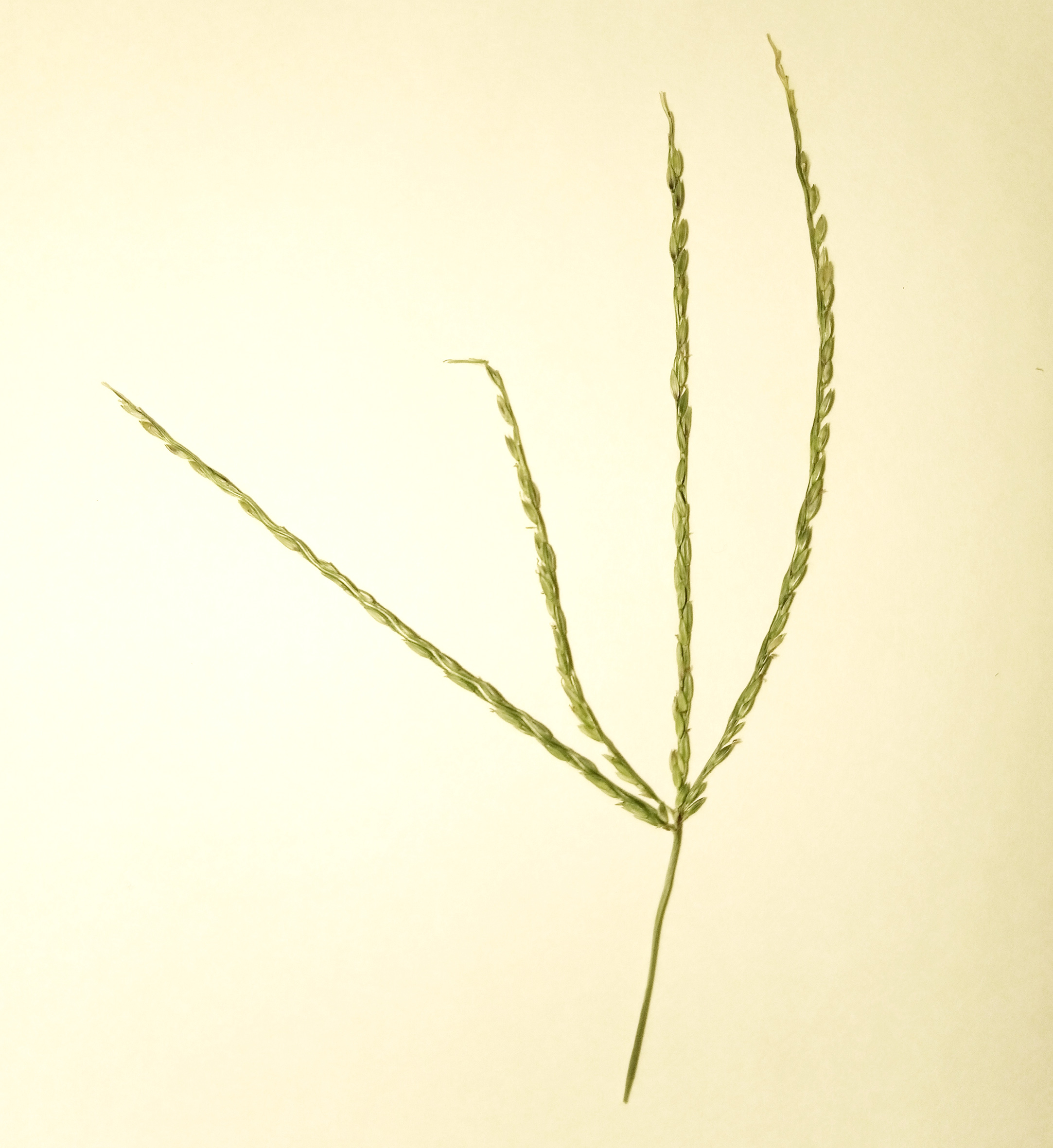 DIGITARIA CILIARIS L. - sanguinaria